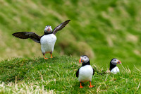 Faroe Island - 2025