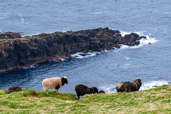 Faroe Islands 05-2025