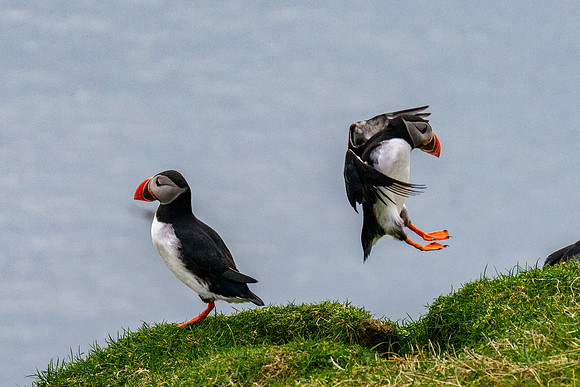 Faroe Islands 05-2025