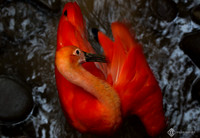 Cape May Zoo - 2015